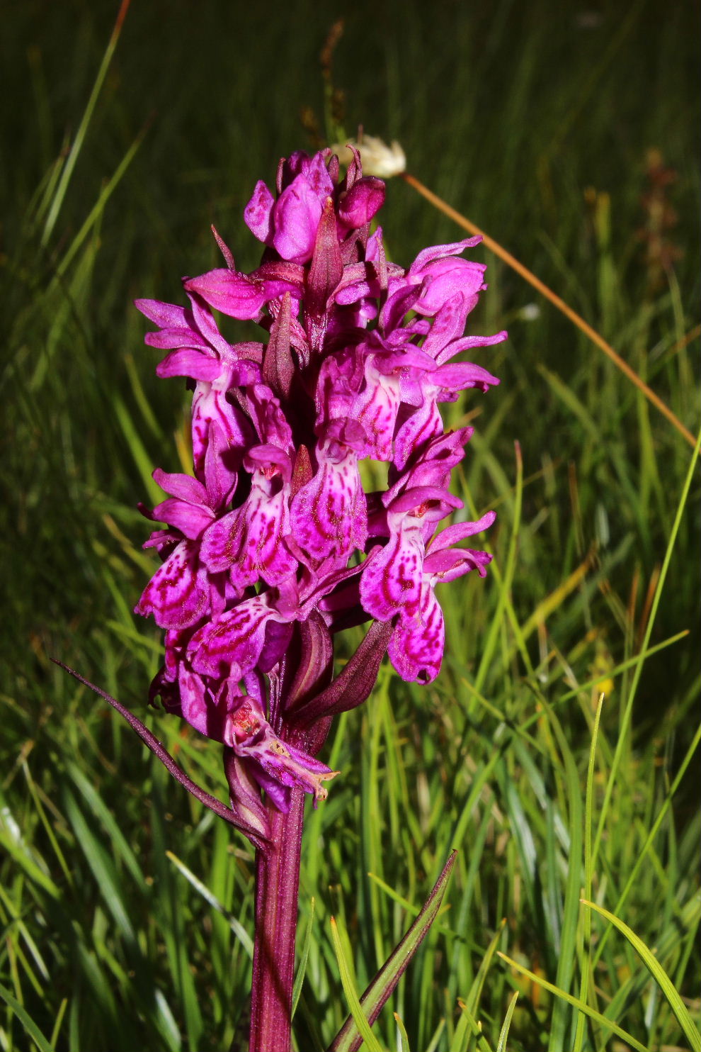 Dactylorhiza da determinare 2